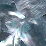 Silver Paua