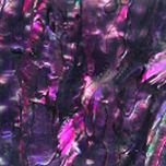 Purple Paua